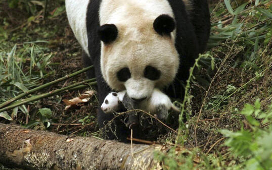Die in China gefangene Pandabärin Cao Cao bringt erstmals nach der Paarung in der Wildnis Nachwuchs zur Welt. (Archivbild)