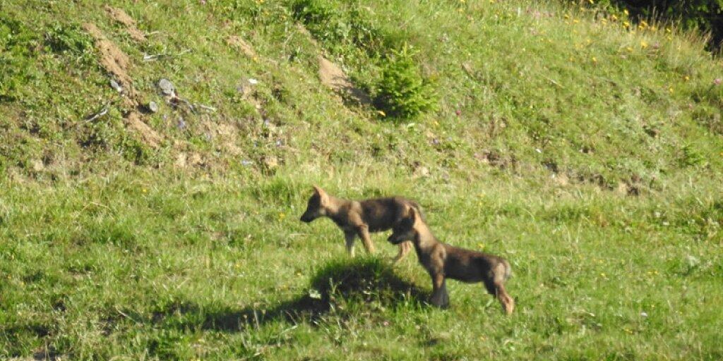 Zwei Jungwölfe in Graubünden wurden von der Wildhut geschossen. Zwei weitere Abschüsse sind vorgesehen. (Themenbild).