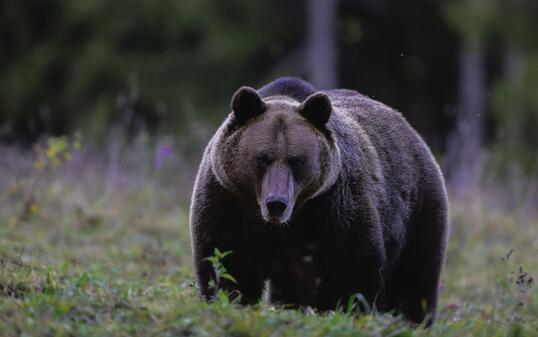 Bear Ursus arctos Romania Wildlife
