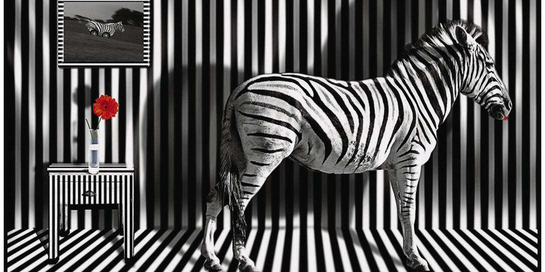 Zebra