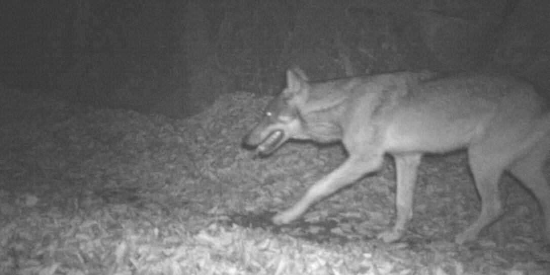 Wolf in der Fotofalle