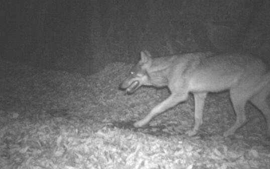Wolf in der Fotofalle