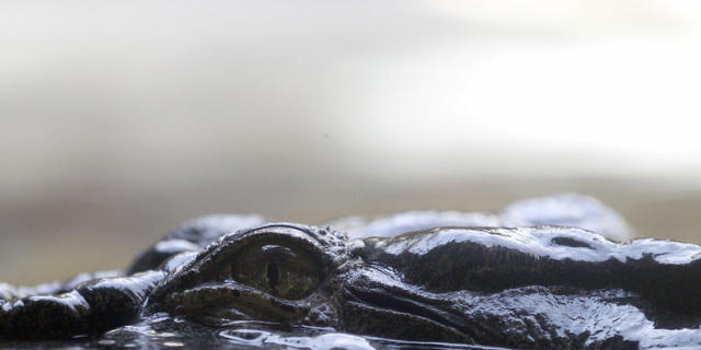 Krokodile können täglich bis zu 50 Kilometer zurücklegen (Archiv) Krokodile können täglich bis zu 50 Kilometer zurücklegen (Archiv)