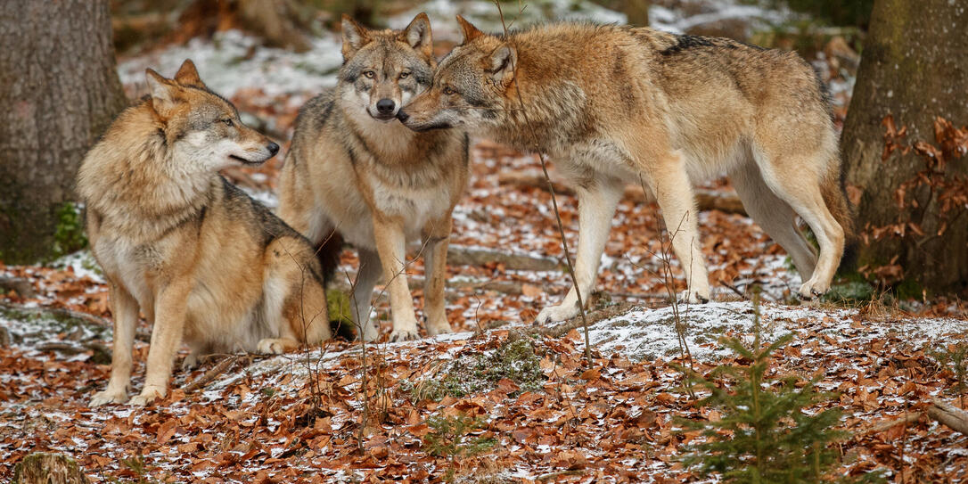 Eurasian wolfpack in nature habitat in bavarian forest Eurasian wolfpack in nature habitat in bavarian forest
