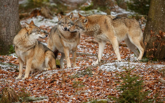 Eurasian wolfpack in nature habitat in bavarian forest