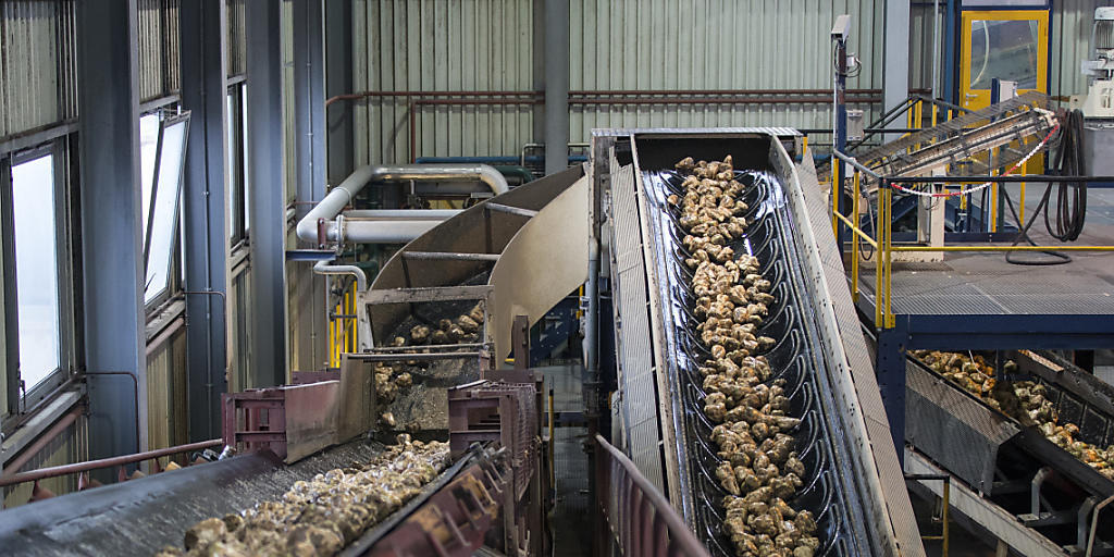 Die Bauern wehren sich gegen Sparpläne beim Bund. Die Preise für Schweine, Milch und Zuckerrüben seien "desaströs", argumentiert der Bauernverband. (Archivbild) Die Bauern wehren sich gegen Sparpläne beim Bund. Die Preise für Schweine, Milch und Zuckerrüben seien "desaströs", argumentiert der Bauernverband. (Archivbild)