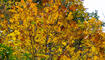 Herbst im Land