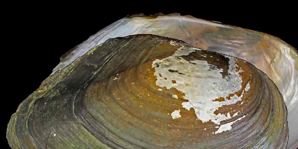 Die Muschel mit dem Namen Anodonta exulcerata wurde in einem See im Tessin entdeckt.