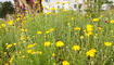 Tag der Biodiversität und Eröffnung Naturgarten in Ruggell