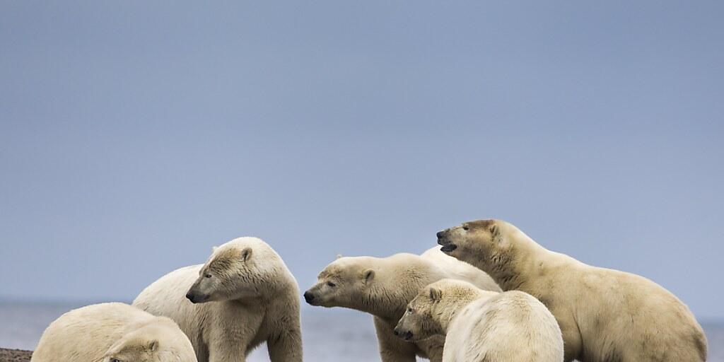 Mit dem Schwinden des Packeises suchen Eisbären vermehrt an Land nach Nahrung. (Archivbild) Mit dem Schwinden des Packeises suchen Eisbären vermehrt an Land nach Nahrung. (Archivbild)
