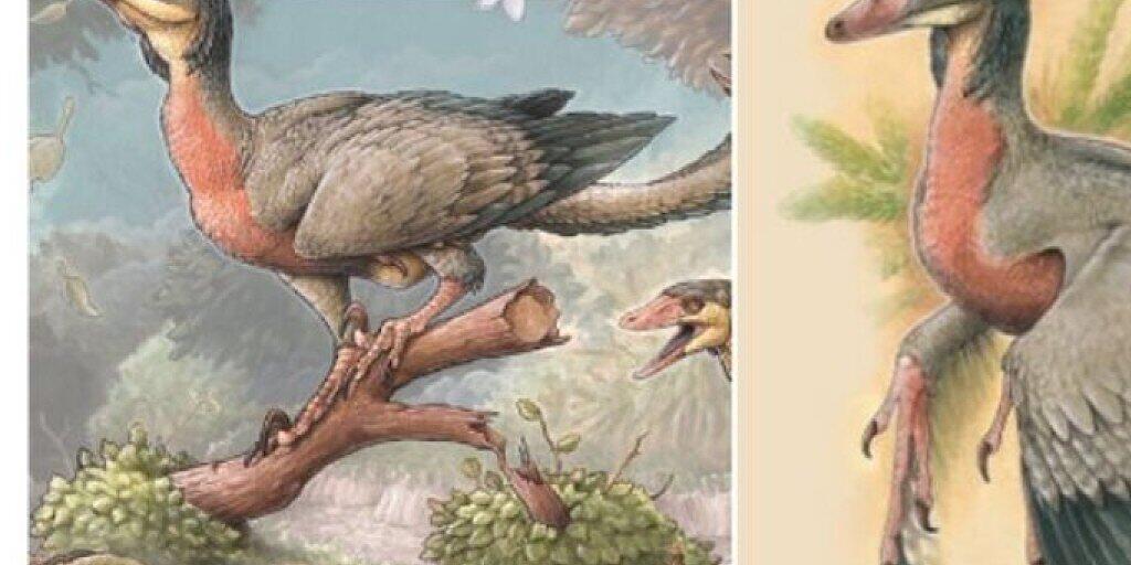 Rekonstruktion des fleischfressenden geflügelten Sauriers Overoraptor chimentoi. Er soll Forschern neue Erkenntnisse über die Entwicklung der Vögel liefern (zVg)