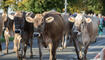 Auffuhr der Tiere für die Viehschau Grabs