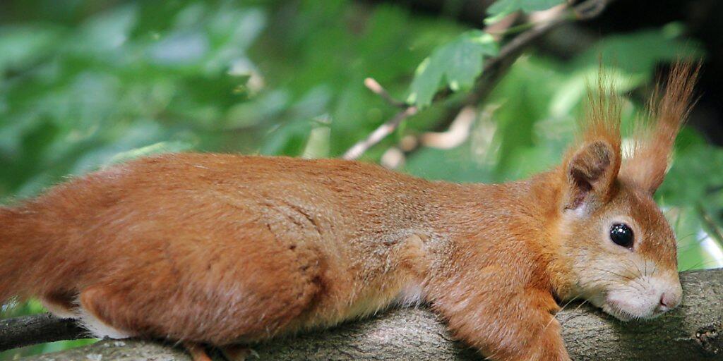 So und nicht grau sieht es aus, das einheimische Eichh&ouml;rnchen. Die Unterseite des putzigen Kerls ist weiss.