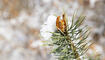 Schnee im Frühling