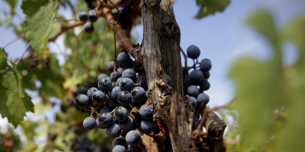 Griechischer Wein: In der Antike verbreitete sich das Wissen um die Weinproduktion von den Ägyptern und Phöniziern zu den Griechen und vor dort aus nach Italien. (Archiv)