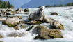 Trockener Alpenrhein
