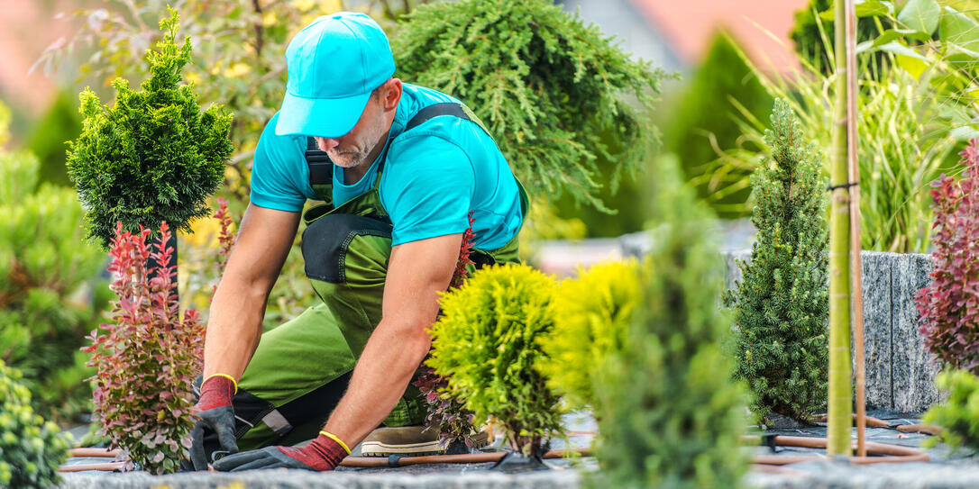 Gardener Tending to Plants in a Landscaped Garden During Sunny Afternoon Hours