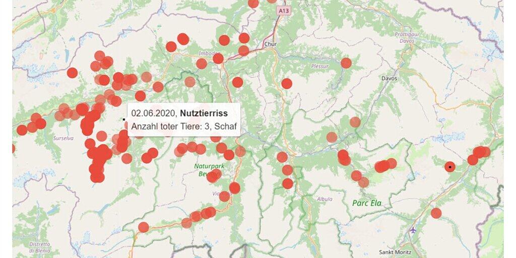 Die neue Karte in Graubünden mit den Grossraubtier-Beobachtungen.