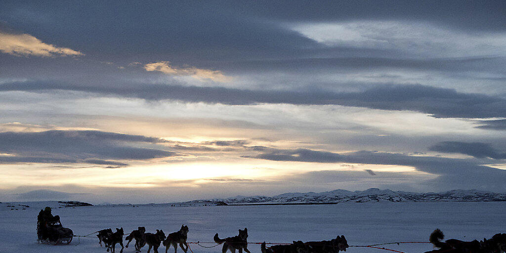 Viele Rennen mit Schlittenhunden mussten in Alaska bereits abgesagt werden, weil das Wetter derzeit viel zu warm ist. (Symbolbild)