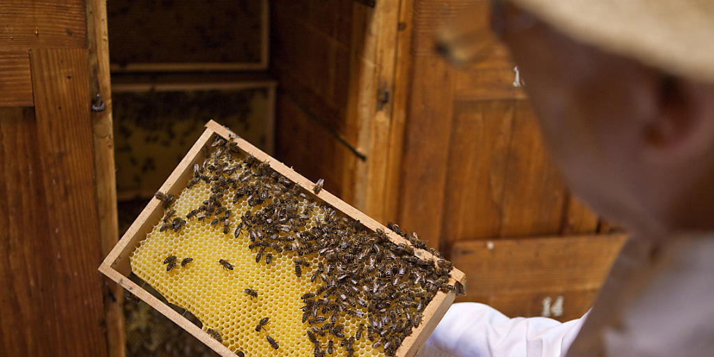 Die Schweizer Imker können durchatmen. Die Winterverluste bei den Bienenvölkern fielen durchschnittlich aus. Das Problem des Bienensterbens ist aber noch wie vor nicht gelöst (Archiv) Die Schweizer Imker können durchatmen. Die Winterverluste bei den Bienenvölkern fielen durchschnittlich aus. Das Problem des Bienensterbens ist aber noch wie vor nicht gelöst (Archiv)
