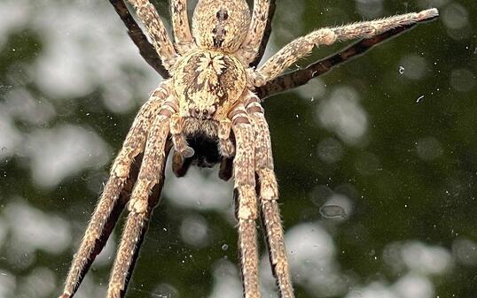 Curly jade spider or nosferatus spider