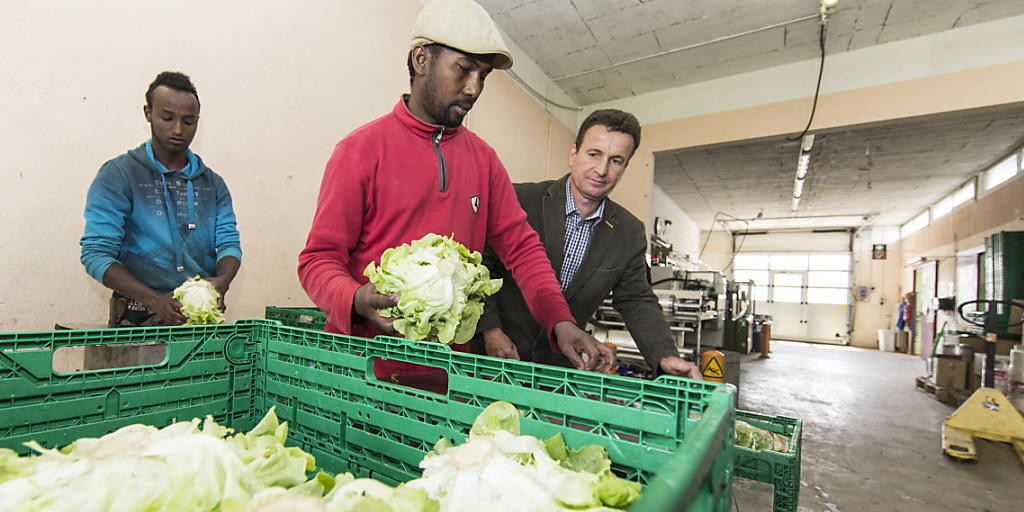 Zwei Flüchtlinge packen im Rahmen des Projekts Salat auf einem Hof in Füllinsdorf BL ab. (Archivbild)