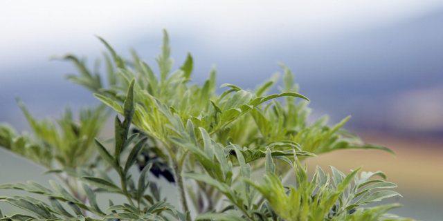 Die Pollen der Ambrosia-Pflanze verursachen Allergien