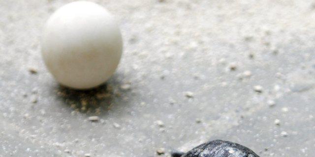 Eine junge Galapagos-Riesenschildkröte (Archiv)