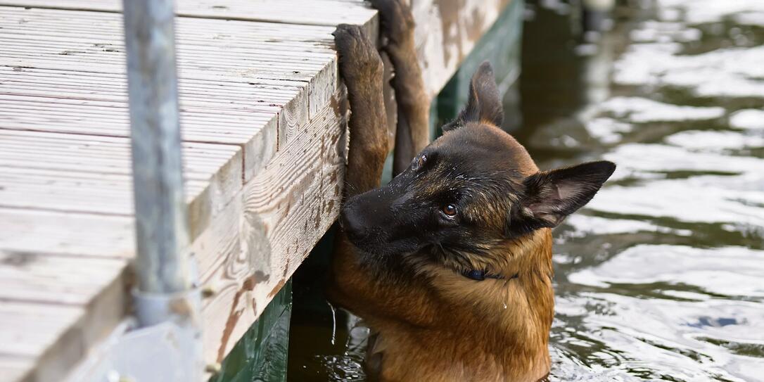 Wet Belgian Shepherd Malinois puppy after swimming trying to get out of the water near a wooden pontoon in summer