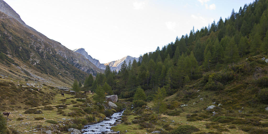 Auf dem Gebiet von Graubünden und dem Tessin soll der Parc Adula entstehen. Am Mittwoch gab die Tessiner Kantonsregierung bekannt, das Projekt finanziell unterstützen zu wollen. (Archivbild) Auf dem Gebiet von Graubünden und dem Tessin soll der Parc Adula entstehen. Am Mittwoch gab die Tessiner Kantonsregierung bekannt, das Projekt finanziell unterstützen zu wollen. (Archivbild)