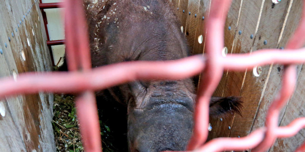 Der achtj&auml;hrige Bulle Harapan aus dem Zoo von Cincinnati w&auml;hrend seiner Reise nach Sumatra