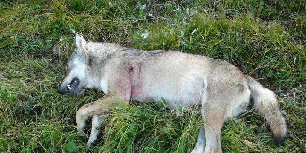 Ein abgeschossener Walliser Wolf im August 2010 - am Dienstag wurde im Wallis ein Wolf mit Schusswunde tot aufgefunden. (Archivbild)