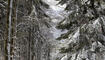 Schnee im Frühling