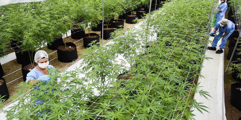 Legale Indoor-Plantage für medizinisches Marihuana. Aber man braucht nicht zu kiffen, um von Cannabis zu profitieren: Ein synthetisches Cannabinoid verhilft Parkinson-Patienten zu besserem Schlaf und weniger Ängsten. (Symbolbild) Legale Indoor-Plantage für medizinisches Marihuana. Aber man braucht nicht zu kiffen, um von Cannabis zu profitieren: Ein synthetisches Cannabinoid verhilft Parkinson-Patienten zu besserem Schlaf und weniger Ängsten. (Symbolbild)
