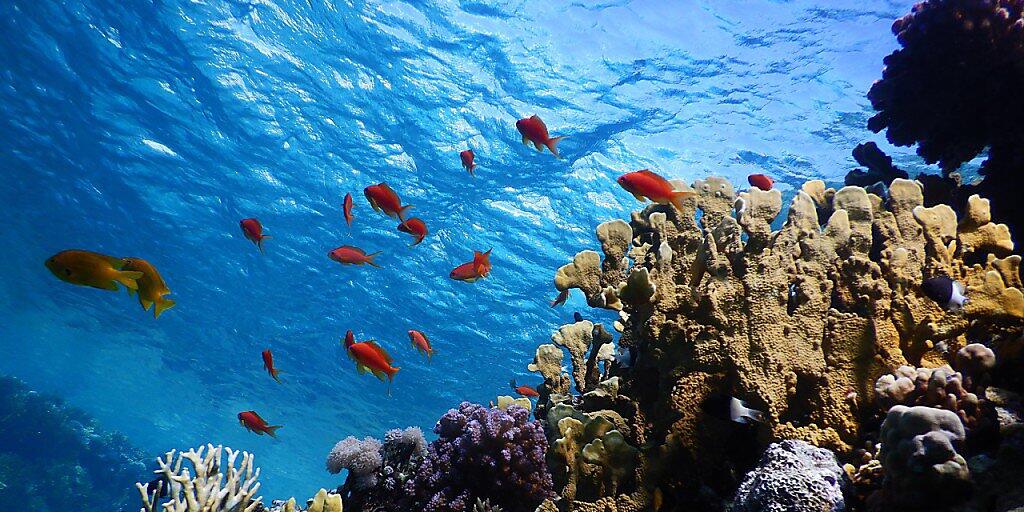 Das Rote Meer beherbergt ein einzigartiges Ökosystem. Um dies zu erforschen und zu schützen, will die ETH Lausanne ein neues Forschungszentrum gründen.