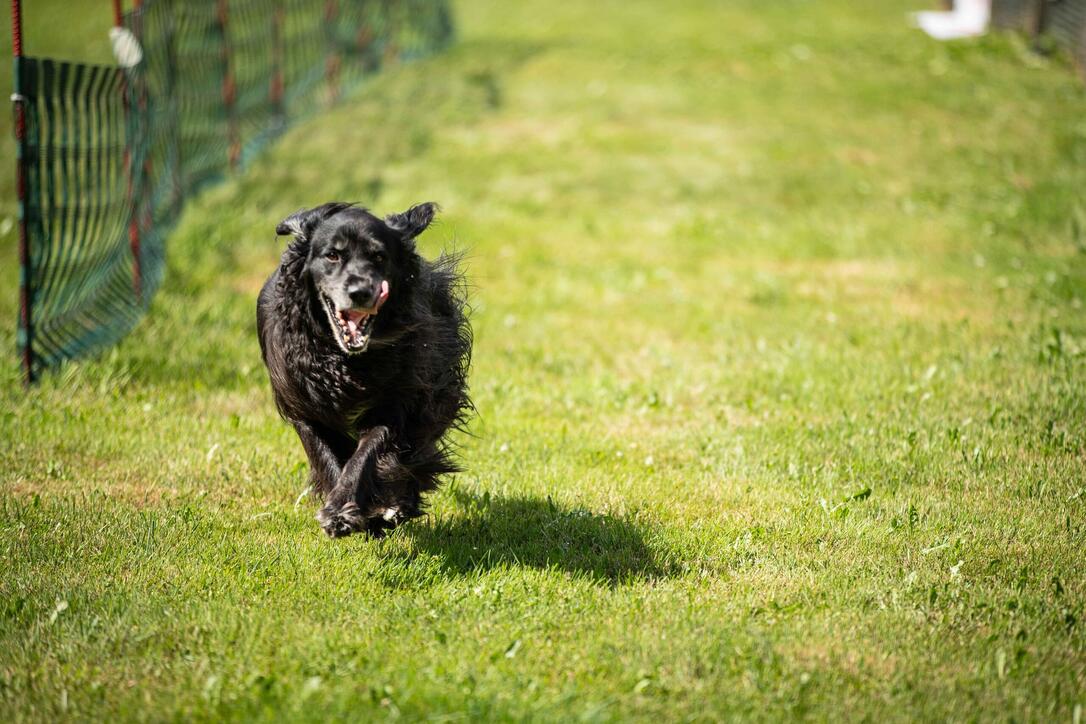 Hundeplausch Balzers (20.06.2026)