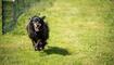 Hundeplausch Balzers (20.06.2026)
