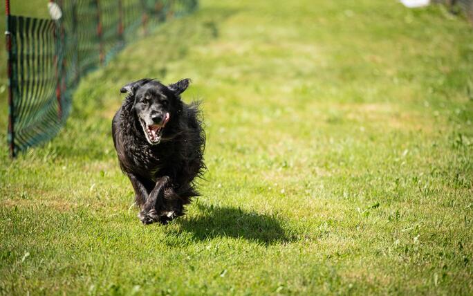 Hundeplausch Balzers (20.06.2026)