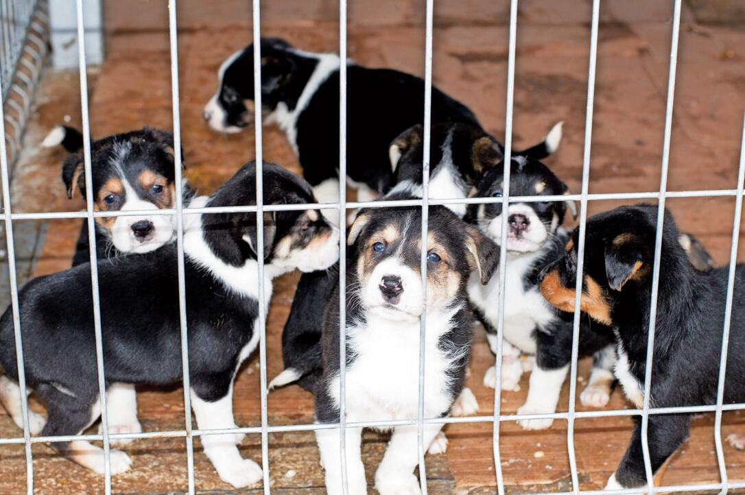 puppies are waiting for the owner in the house shelter