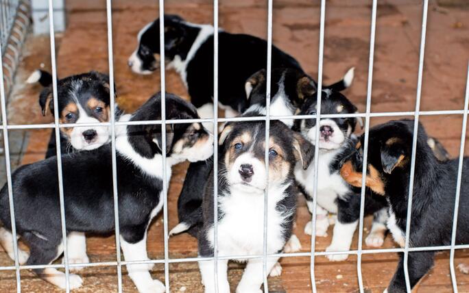 puppies are waiting for the owner in the house shelter