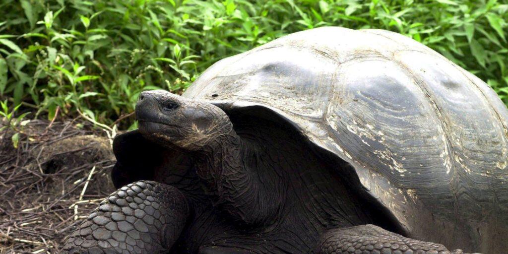 Riesenschildkröten mit einem runden Panzer können sich leichter wieder aufrichten, wenn sie auf den Rücken fallen. (Archiv)