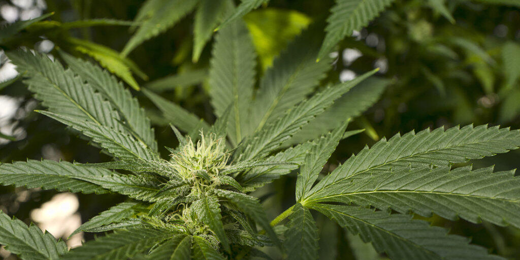 Die israelische Regierung will den Export von medizinischem Cannabis erlauben. Dadurch dürften sich für israelische Hersteller neue lukrative Märkte eröffnen. (Archivbild)