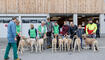 Werdenberger Buuremart mit Gitzischau in Grabs