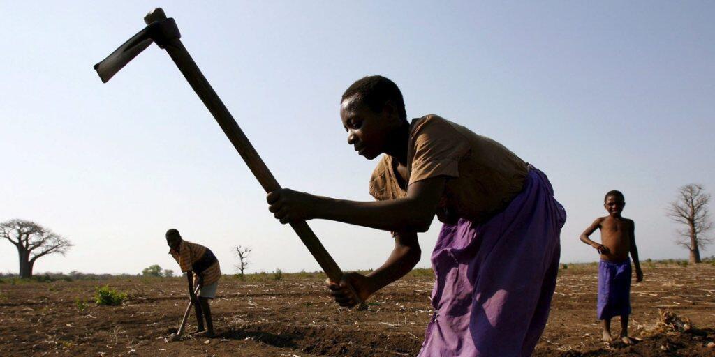 Der Schädlingswurm macht inzwischen in 38 afrikanischen Ländern das Leben der Maisbauern schwer. (Symbolbild)