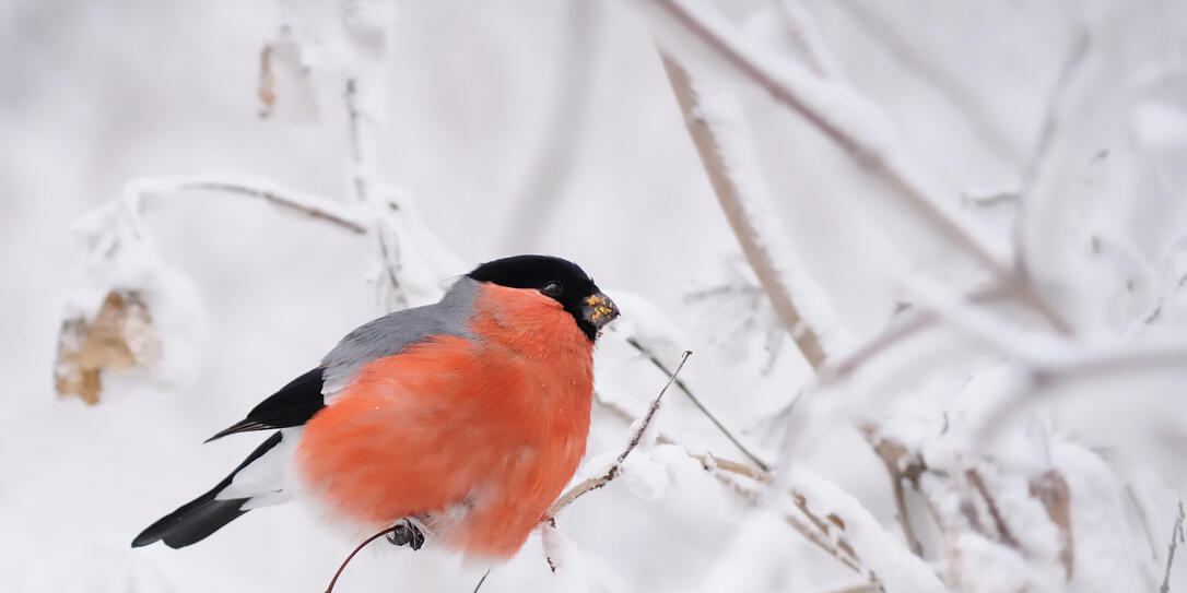 Bullfinch on the snowy branches.