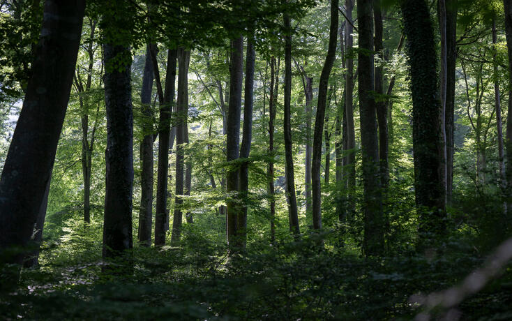 Waldreservat in Schaan