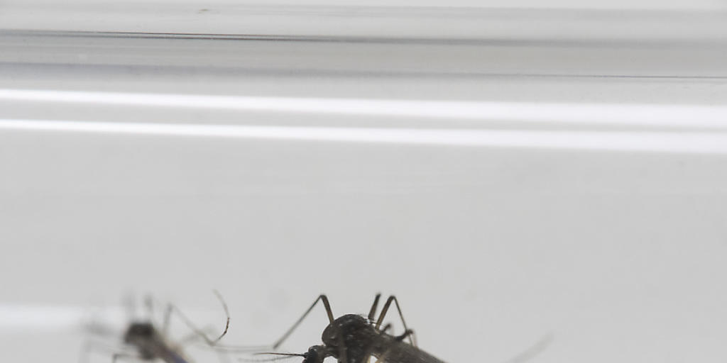 Das Zika-Virus wird haupts&auml;chlich durch M&uuml;cken &uuml;bertragen. (Archivbild)