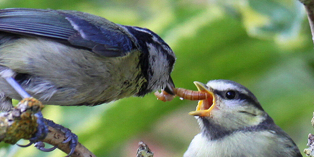 Eine Blaumeise füttert ihren Jungvogel mit einer Käferlarve. Alle Vögel weltweit fressen jährlich bis zu 500 Tonnen Insekten, wie Basler Zoologen schätzen.