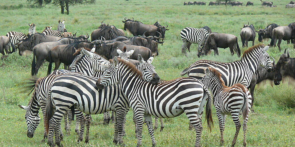 Rund 1,5 Millionen Gnus und 200'000 Zebras ziehen jährlich durch die Serengeti und prägen das Graslandökosystem.