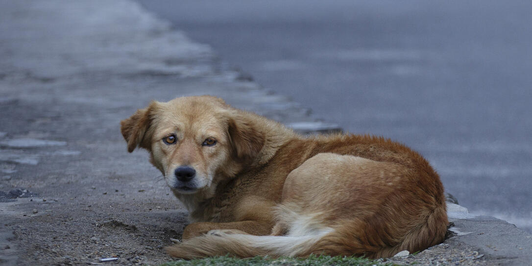 STRASSENHUNDE, STRASSENHUND, HUND,